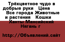 Трёхцветное чудо в добрые руки › Цена ­ 100 - Все города Животные и растения » Кошки   . Ханты-Мансийский,Нягань г.